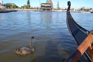 Gondola Swan May 2016